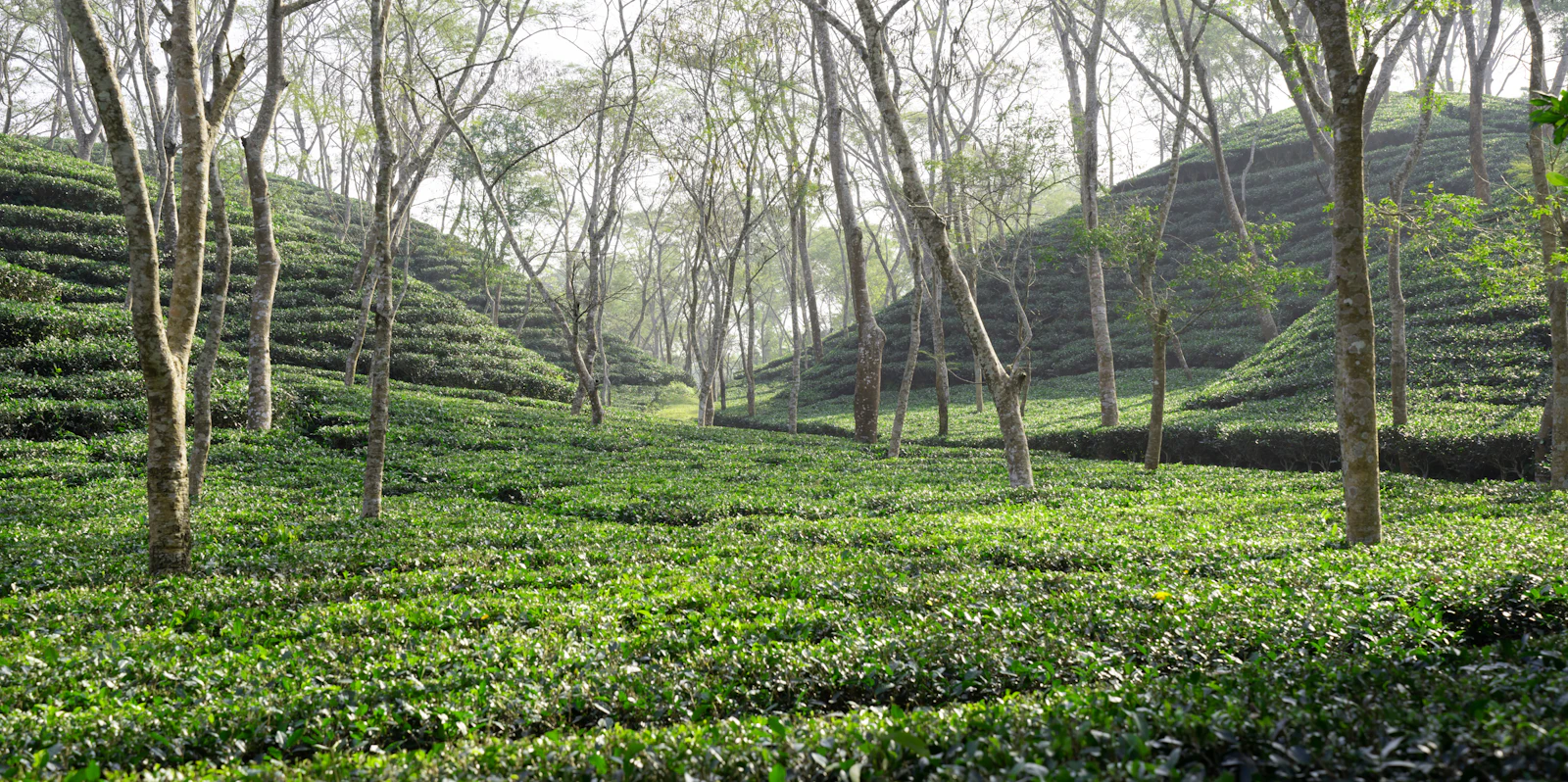 Rows of tea plants in a valley in Sylhet, Bangladesh